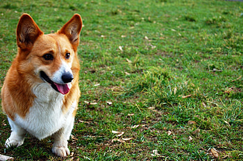 Animals, Grass, Dog, Sight, Opinion, Welsh Corgi HD wallpaper