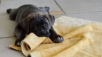 Animals, Lie, To Lie Down, Dog, Cloth, Puppy, Play HD wallpaper