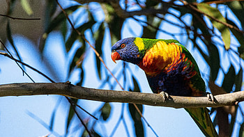 Rainbow Lorikeet Bird Is Standing On Tree Branch In Blur Sky Green Leaves Background Birds HD wallpaper