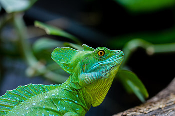 Animals, Basilisk, Lizard, Reptile, Pangolin HD wallpaper