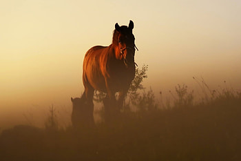 Power, horse, brown, wild HD wallpaper
