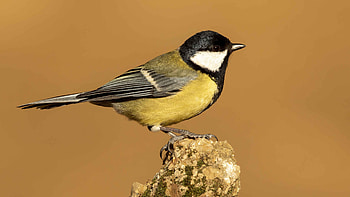 Birdpx share explore, , Bird HD wallpaper
