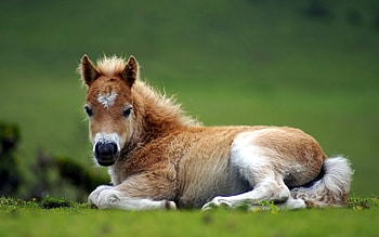 Cute horse, animal, horse, run, nature, grass HD wallpaper
