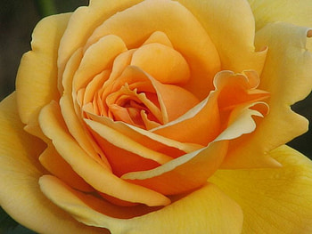 beautiful yellow rose, gorgeous, rose, beautiful, yellow HD wallpaper