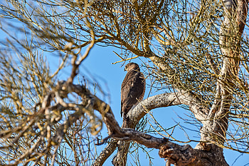 Animals, Bird, Wood, Tree, Brown, Branches, Predator, Hawk HD wallpaper