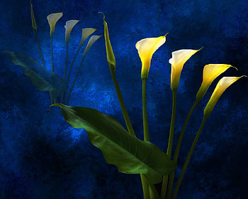 The Flower Fadeth, blue, flowers, lilies, yellow HD wallpaper