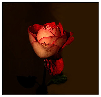 Red Rose for Viviane Anamaria, rose, art , still life, alone, red, beautiful HD wallpaper