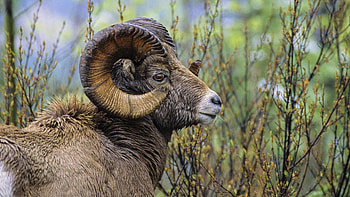 Animals, Grass, Head, Horns, Ram, Big Horned Ram, Bolshevik Sheep HD wallpaper