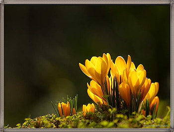 flowers, nature HD wallpaper