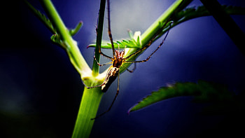 Background, Plant, Macro, Branch, Spider HD wallpaper