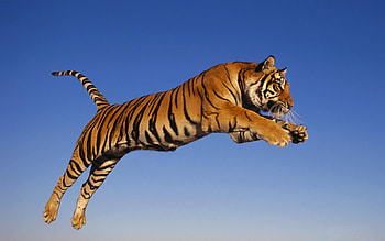 jumping, blue, animal, tiger, sky, jump HD wallpaper