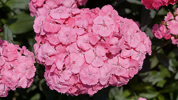 Dianthus, Caryophyllales, Nadeshiko, Pink, Caryophyllaceae, Caryophyllidae, Rose Red, flowers, Flower HD wallpaper