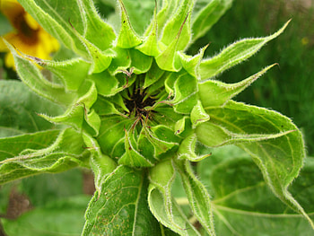 Sunflower, graphy, flower, green, nature, flowers HD wallpaper