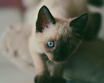 Animals, Kitty, Kitten, Muzzle, Blue Eyed, Blue-Eyed, Siamese HD wallpaper