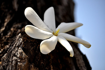 white flower, white, beautiful, pretty, flower HD wallpaper