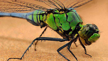 Insect , 77028 Baltana HD wallpaper