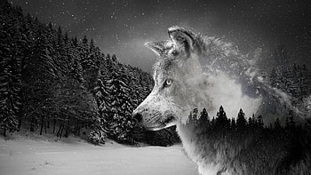 Silver wolf, Underwater exploration, Laptop art, Graceful hunter HD wallpaper