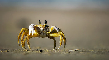 Golden ghost crab, Crabs HD wallpaper