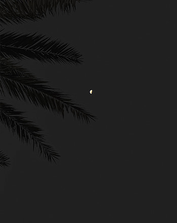 Sky, Night, Moon, Branch, Full Moon HD phone wallpaper