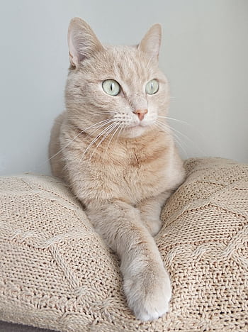 Charming tabby cat with bright eyes resting on a knitted cushion indoors. HD phone wallpaper