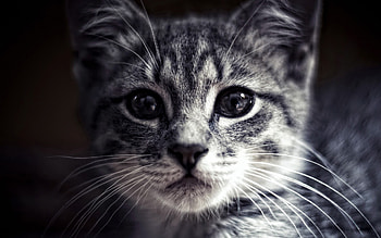 Cat, cat, animals HD wallpaper