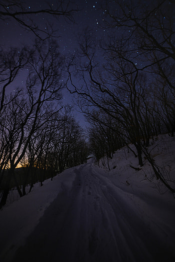 Winter, Trees, Night, Snow, Dark, Road HD phone wallpaper