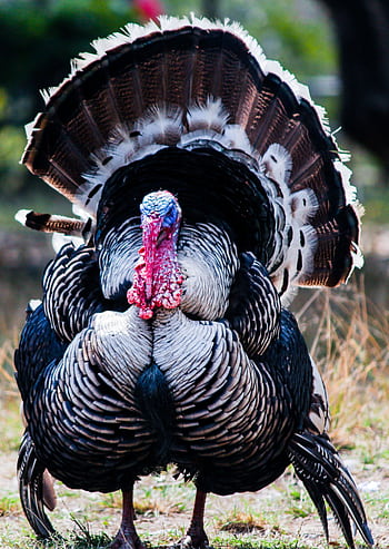 Close-up of a wild turkey in the outdoors showcasing its vibrant feathers and colorful head. HD phone wallpaper