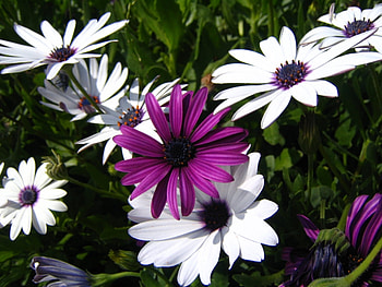 Plants, Flowers HD wallpaper