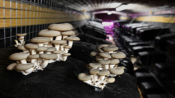 The Bunker comestible plants, Oyster mushrooms in France, CGTN coverage, Sustainable farming HD wallpaper