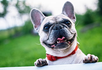 Happy French Bulldog with red collar enjoying a sunny day outdoors. HD wallpaper