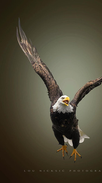 Eagle, graphy, prabhas HD phone wallpaper