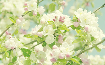 Plants, Flowers, Background HD wallpaper