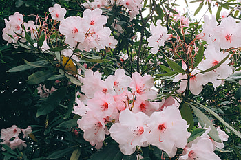 Flowers, Leaves, Pink, Plant, Branches, Bloom, Flowering HD wallpaper