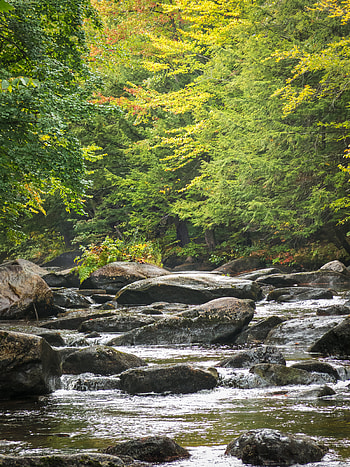 Nature, Trees, Stones, Flow HD phone wallpaper
