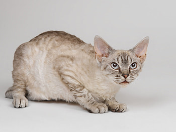 Animals, Cats HD wallpaper