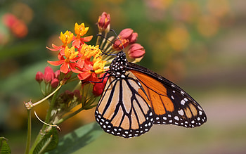 Monarch Butterfly, animal, monarch, butterfly, insect HD wallpaper