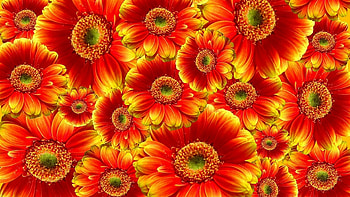 Gerbera flowers, Yellow, Blossom, Petals, Red, Flowers, Bloom, Gerbera HD wallpaper