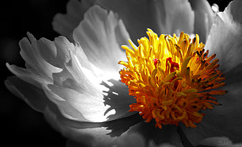 Misunderstood, filtered, nature, light, flower HD wallpaper