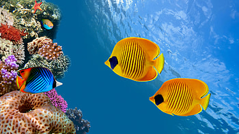 Colorful tropical fish, Stunning ocean scenery, Vibrant underwater ecosystem, Exquisite marine species HD wallpaper
