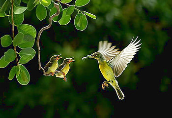 Home delivery, feeding, green and white, green leaves, babies, mother bird, tree HD wallpaper