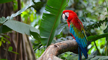 Beautiful Red Blue Green Parrot Bird Is Standing On Tree Branch In Blur Green Leaves Background Birds HD wallpaper