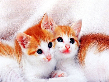 Cute kittens, cats, kittens HD wallpaper