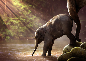 Baby Elephant Drinking Water, elephant, animals, graphy HD wallpaper