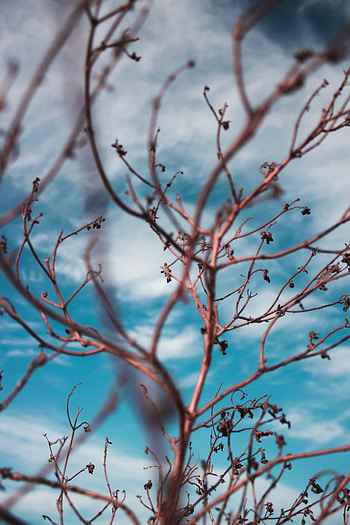 Nature, Sky, Clouds, Blur, Smooth, Branches HD phone wallpaper