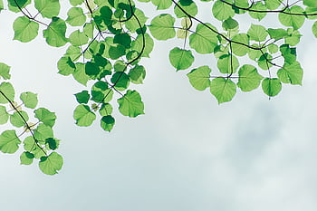 Green leaves on branches set against a cloudy sky, highlighting nature's beauty. HD wallpaper