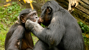 Bonobo matriarchy, Peace through sex HD wallpaper