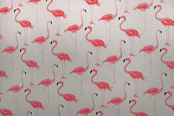 Vibrant pink flamingos on a patterned , perfect for decoration. HD wallpaper