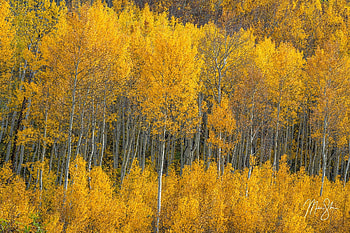 Aspen Tree, Tree graphy, Natural beauty, Capturing moments HD wallpaper