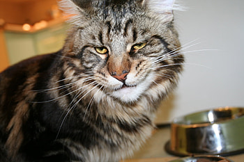 Animals, Cat, Muzzle, Bowl, Maine Coon, Maine, Dissatisfaction, Discontent HD wallpaper