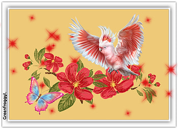 GALAH AND BUTTERFLY, AERR, CREATION, ABSTRACT HD wallpaper